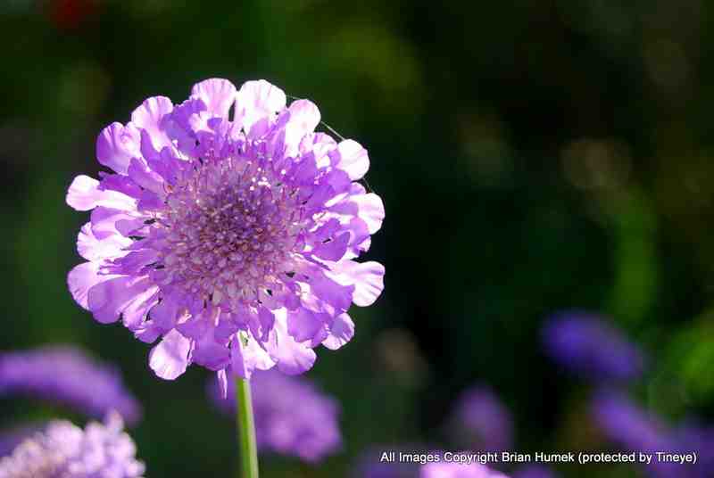 most beautiful flower in the world